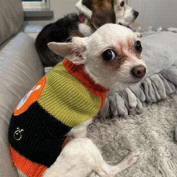 Rescue Chihuahua Dogs for Adoption in Fargo, North Dakota - Patty Cake | PetCurious
