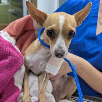 Rescue Chihuahua Dogs for Adoption in Chico, California - DOODLE | PetCurious