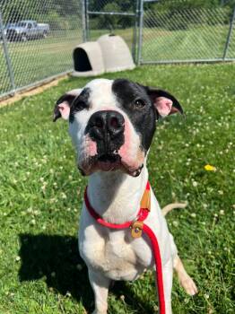 Pound Dog-Zeke- #190394 Courtesy Listing -  American Bulldog Dog for Adoption in Rootstown, Ohio - Pound Dog-Zeke- #190394 Courtesy Listing | PetCurious