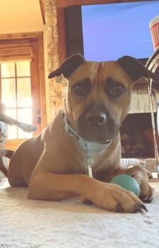 Rescue Mixed Breed Dogs for Adoption in Fort Worth, Texas - Topanga | PetCurious