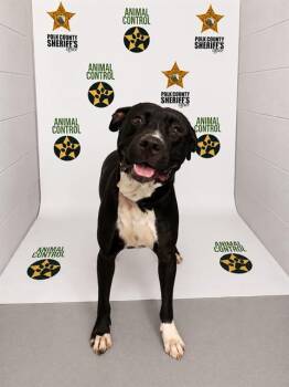 COLT -  American Bulldog Dog for Adoption in Winter Haven, Florida - COLT | PetCurious
