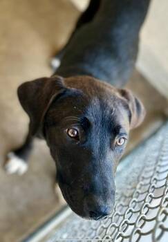 Kyrie -  Black Labrador Retriever Dog Available for Adoption in Tom Bean, Texas - Kyrie | PetCurious