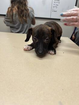 Wisher -  Pit Bull Terrier and Chihuahua Dog for Adoption in Springfield, Tennessee - Wisher | PetCurious