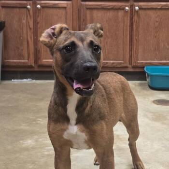 Camden -  Labrador Retriever Dog for Adoption in West Point, Mississippi - Camden | PetCurious