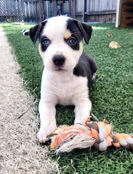 Terrier Dogs Available for Adoption in WDM, Iowa - Basil | PetCurious