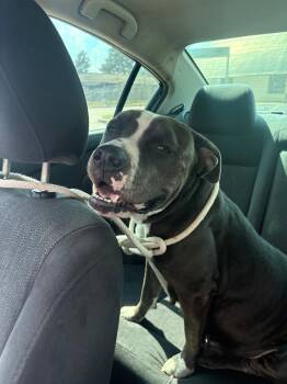 Rescue Pit Bull Terrier Dogs for Adoption - Eleni | PetCurious