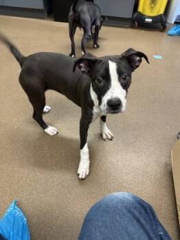 Mixed Breed Dogs Available for Adoption - Project Mary | PetCurious