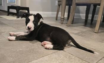 Rescue Mixed Breed Dogs for Adoption in Longview, Texas - Dash | PetCurious