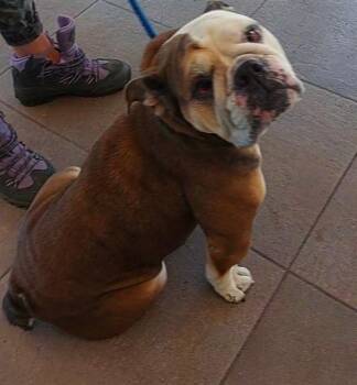 CLARY -  American Bulldog Dog Available for Adoption in Fort Lauderdale, Florida - CLARY | PetCurious