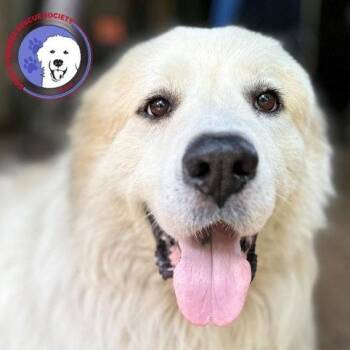 Roscoe -  Great Pyrenees Dog for Adoption in Spring, Texas - Roscoe | PetCurious