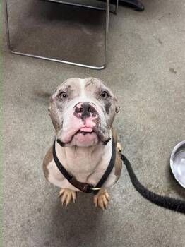 TAMAYO -  Mixed Breed Dog for Adoption in Jacksonville, Florida - TAMAYO | PetCurious