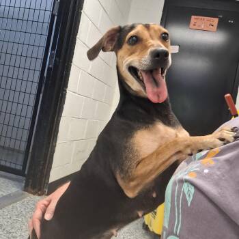 Glory -  Hound Dog for Adoption in Clay City, Kentucky - Glory | PetCurious