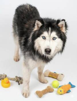 Siberian Husky and Mixed Breed Dogs Available for Adoption in Bowling Green, Kentucky - Nanuk~HW+ | PetCurious