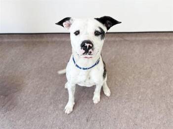 Pit Bull Terrier Dogs Available for Adoption - CHOCOLATE CHIP | PetCurious