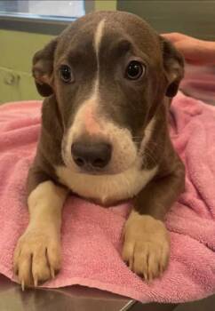 Dachshund and Mixed Breed Dogs Available for Adoption in Blountville, Tennessee - Troll | PetCurious