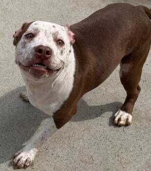 Pit Bull Terrier Dogs Available for Adoption in Suffolk, Virginia - JAR JAR Binks | PetCurious