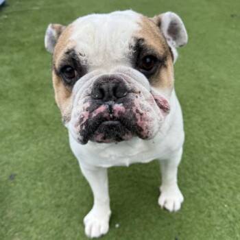 English Bulldog Dogs Available for Adoption - Dimple | PetCurious