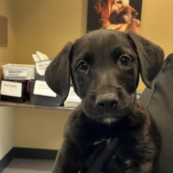 Holloway -  Mixed Breed Dog for Adoption in Palm Springs, California - Holloway | PetCurious