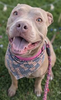 COCO SHIMMY -  Mixed Breed Dog for Adoption in Jacksonville, Florida - COCO SHIMMY | PetCurious
