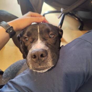 Oscar -  Mixed Breed Dog for Adoption in Chattanooga, Tennessee - Oscar | PetCurious