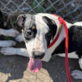 Zephyr -  Boxer Dog for Adoption in Sarasota, Florida - Zephyr | PetCurious