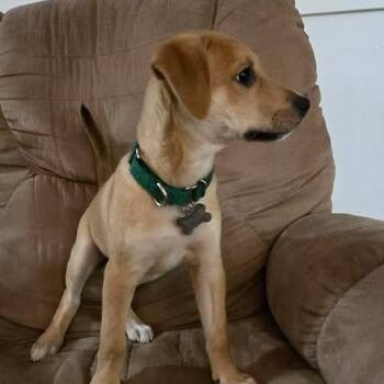 Cadence -  Terrier and Mixed Breed Dog for Adoption in Jarrettsville, Maryland - Cadence | PetCurious