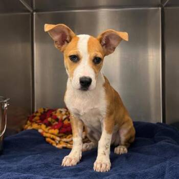 Rocket -  Cardigan Welsh Corgi and Terrier Dog for Adoption in Morton Grove, Illinois - Rocket | PetCurious