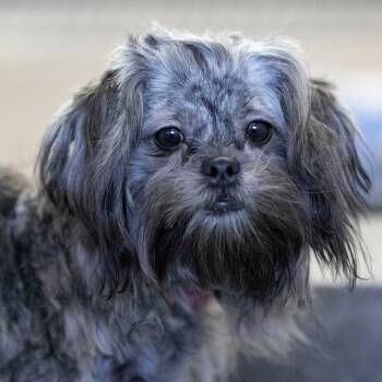 Rescue Maltese and Shih Tzu Dogs for Adoption in Peyton, Colorado - Susan (N25-239) | PetCurious