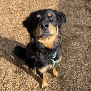 Rottweiler and Mixed Breed Dogs Available for Adoption in Roanoke, Virginia - O
