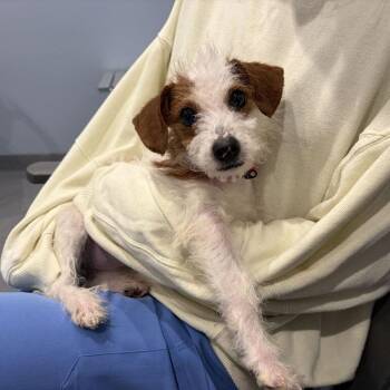 Boo -  Mixed Breed Dog for Adoption in Canal Winchester, Ohio - Boo | PetCurious
