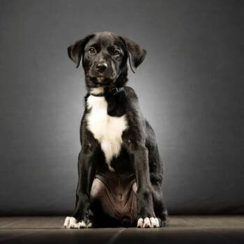 Aventura -  Mixed Breed Dog for Adoption in Jupiter, Florida - Aventura | PetCurious