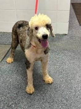 Silk -  Standard Poodle Dog for Adoption in Lake Wylie, South Carolina - Silk | PetCurious