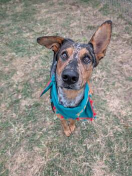 Shepherd Dogs Available for Adoption in Yonkers, New York - Dusty | PetCurious