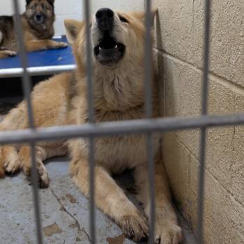 German Shepherd Dog Dogs Available for Adoption in Ravenna, Ohio - 190150 LOOKING FOR OWNER | PetCurious