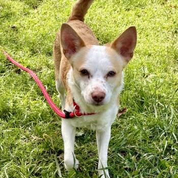 Basenji Dogs Available for Adoption in Oakland, California - Pepsi | PetCurious