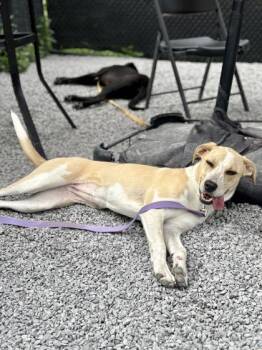 Gypsy -  Mixed Breed Dog for Adoption in Cincinnati, Ohio - Gypsy | PetCurious