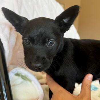 Labrador Retriever Dogs Available for Adoption in Kanab, Utah - Galaga | PetCurious