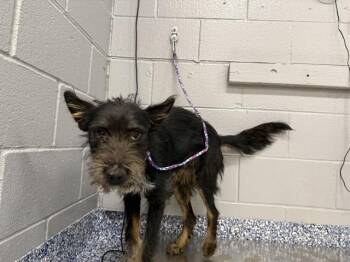LOPEZ -  Terrier and Mixed Breed Dog for Adoption in Thousand Palms, California - LOPEZ | PetCurious