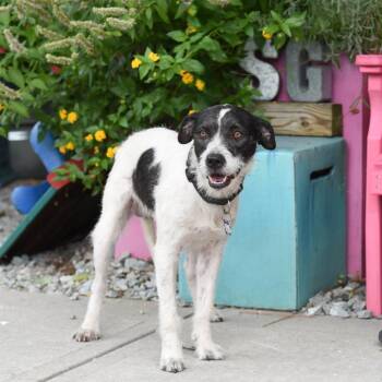 Huck -  Terrier Dog for Adoption in Wake Forest, North Carolina - Huck | PetCurious