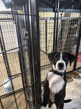 Leo -  Mixed Breed Dog for Adoption in Papillion, Nebraska - Leo | PetCurious