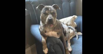 Catahoula Leopard Dog Dogs Available for Adoption - Harvey | PetCurious