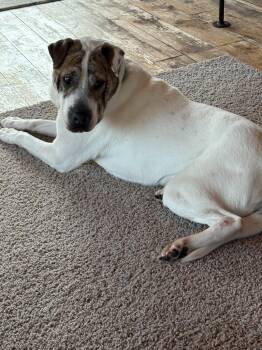 Shepherd and Shar Pei Dogs Available for Adoption in Cloquet, Minnesota - Rubble | PetCurious