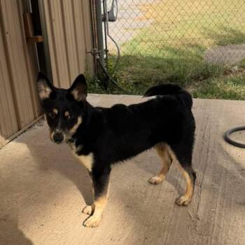 Palmer -  German Shepherd Dog and Australian Shepherd Dog for Adoption in Metropolis, Illinois - Palmer | PetCurious