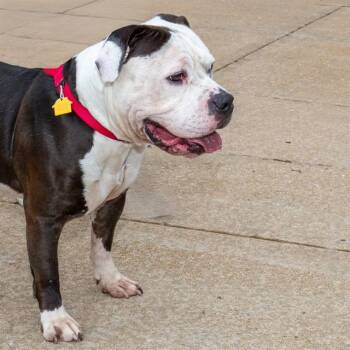 CHICO -  Pit Bull Terrier and Mixed Breed Dog for Adoption in St. Louis, Missouri - CHICO | PetCurious