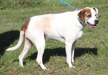 Rescue Hound Dogs for Adoption in Marietta, Ohio - Morgan | PetCurious