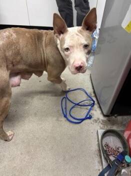 Hannah -  Mixed Breed Dog for Adoption in West Chester, Pennsylvania - Hannah | PetCurious