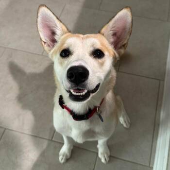 Leia -  Shiba Inu and Husky Dog for Adoption in Tampa, Florida - Leia | PetCurious