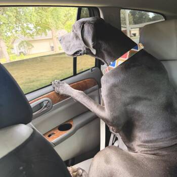 Wednesday -  Great Dane Dog for Adoption in Asher, Oklahoma - Wednesday | PetCurious