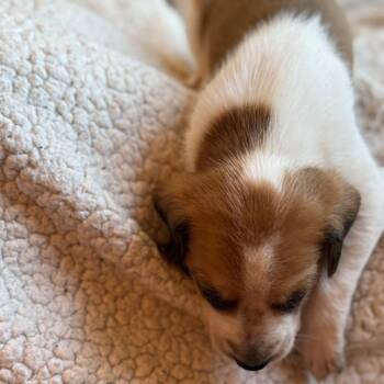 Hound and Mixed Breed Dogs Available for Adoption - Viscount Anthony Bridgerton | PetCurious