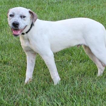 Dougie -  Labrador Retriever and English Pointer Dog for Adoption in Overland Park, Kansas - Dougie | PetCurious